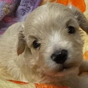 Ruthie - Maltipoo Female