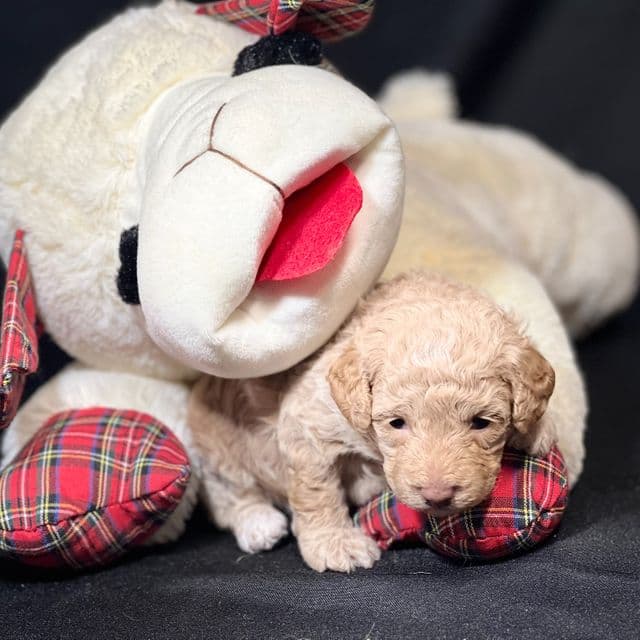 Gia - Toy Poodle Female