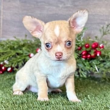 Lilly - Chihuahua Female