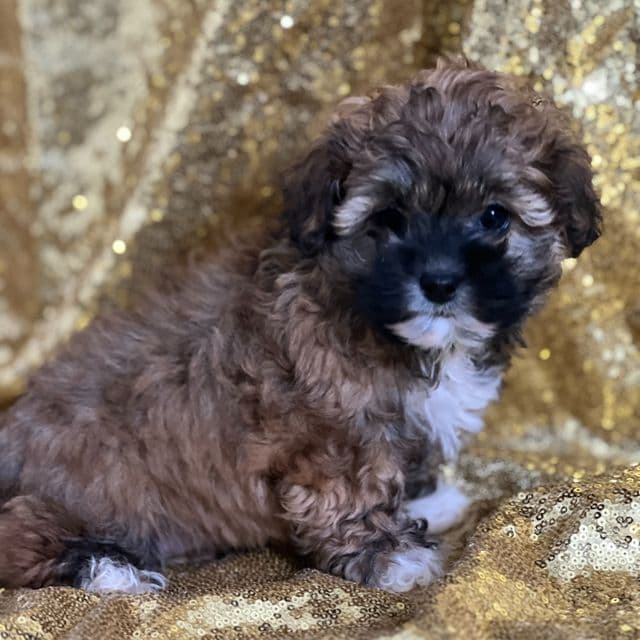 Caroline - Shih-Poo Female