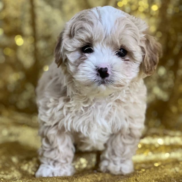 Casper - Shih-Poo Male