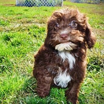 Gonzo - Havapoo Male