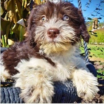 Higgins - Havapoo Male