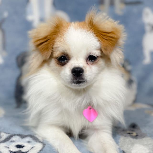 Asha - Shih Tzu Female