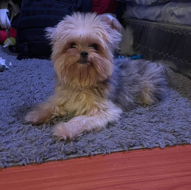 Baka - Shih Tzu Female