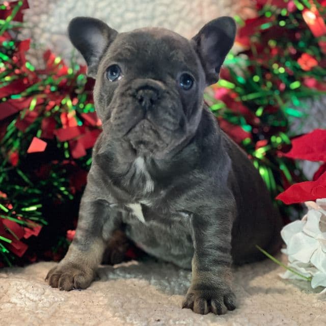 Jill - French Bulldog Female