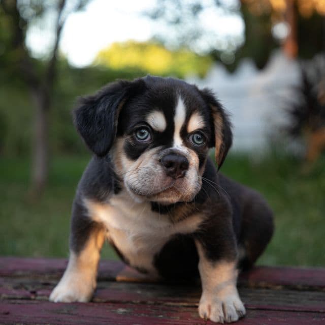 Caesar - French Bulldog Male