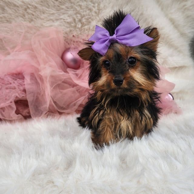 Tiny Tinkerbell - Yorkshire Terrier Female