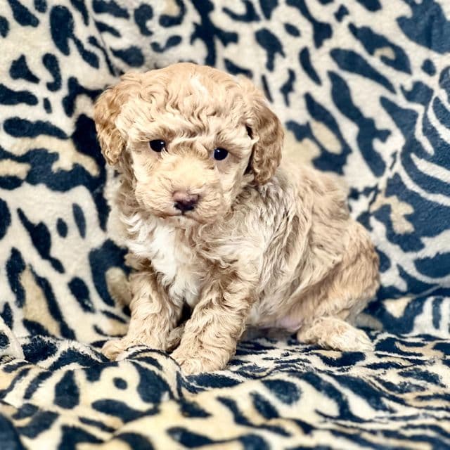 Gia - Toy Poodle Female