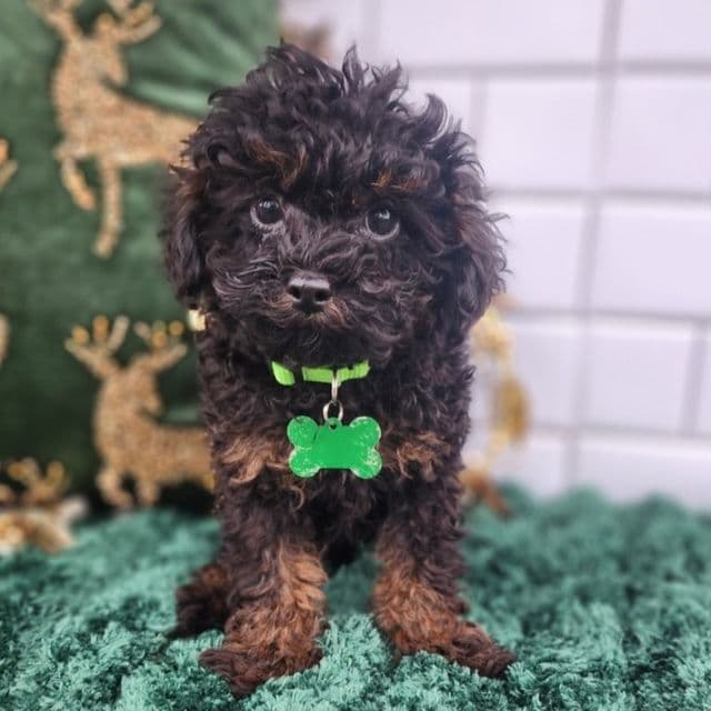 Jerry - Toy Poodle Male