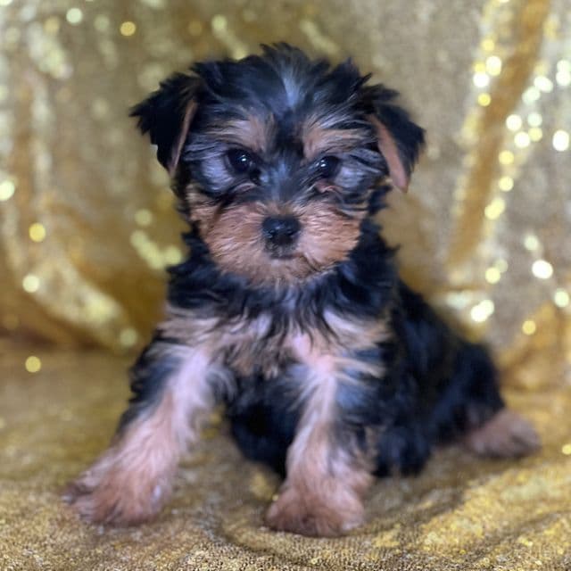 Rachie - Yorkshire Terrier Female