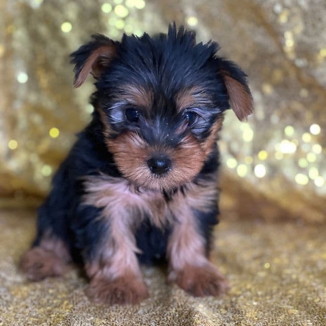 Robert - Yorkshire Terrier Male