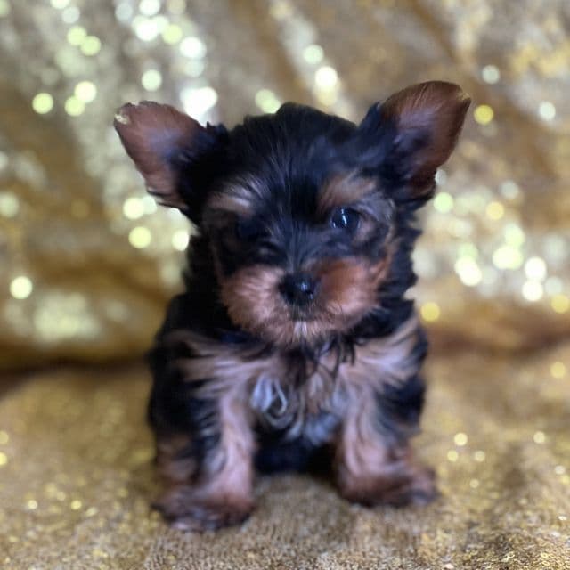 Teacup Randy - Yorkshire Terrier Male
