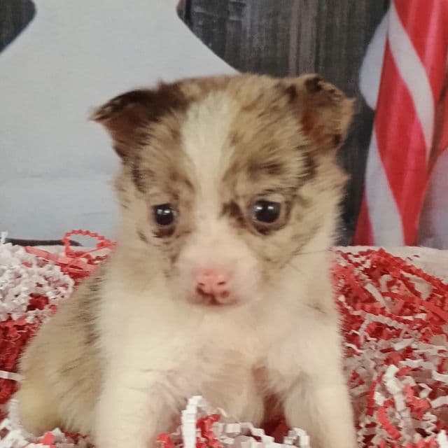 Jumper - Pomchi Male