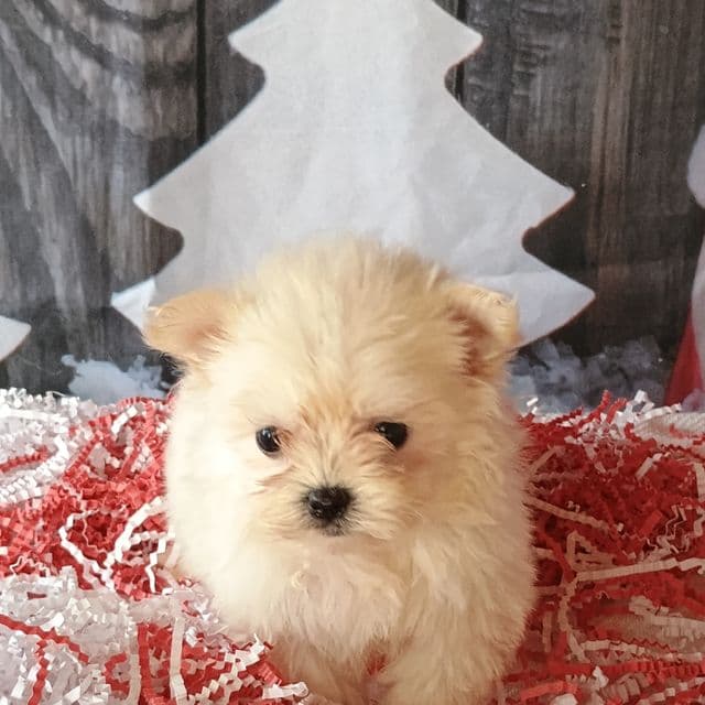 Rainey - Maltipom Female