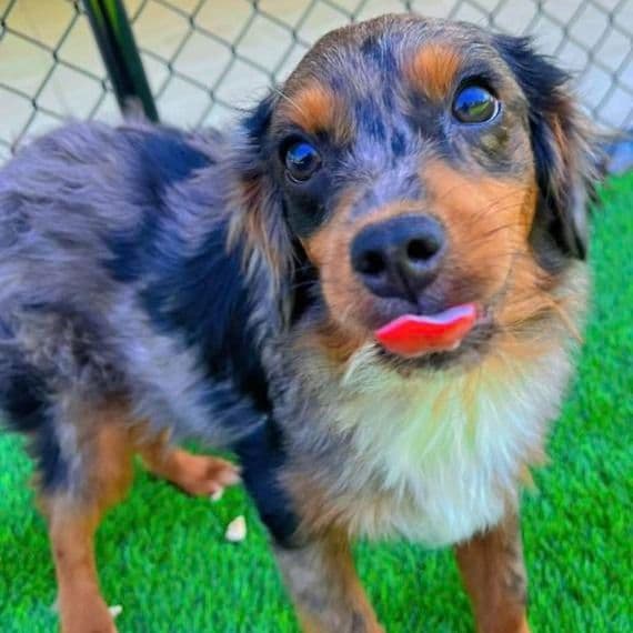 Landon - Aussiedoodle Male