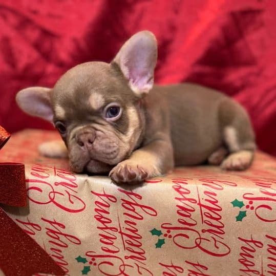 Buddy The III - French Bulldog Male