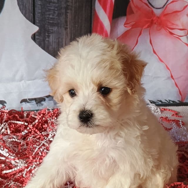 Bach - Maltipoo Male