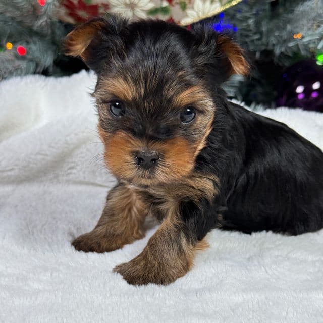 Luke - Yorkshire Terrier Male