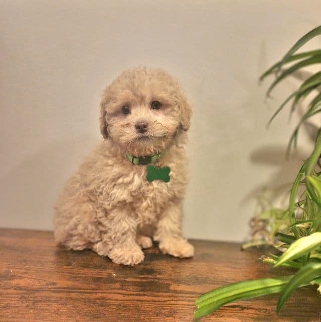 Knox (Mini) - Toy Poodle Male
