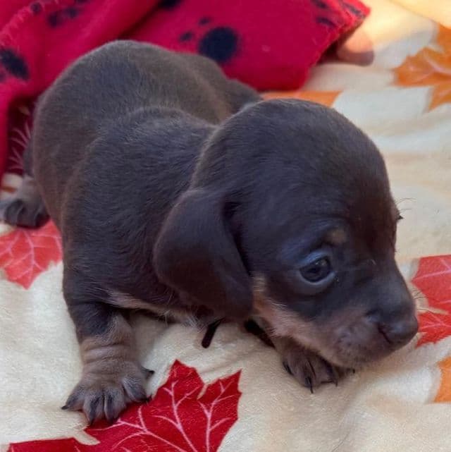 Gina - Dachshund Female