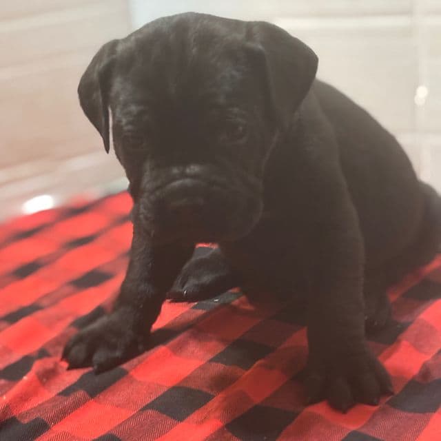 Justice - Cane Corso Male