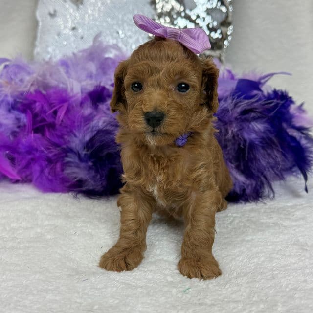 Braley Purple Girl - Goldendoodle Female