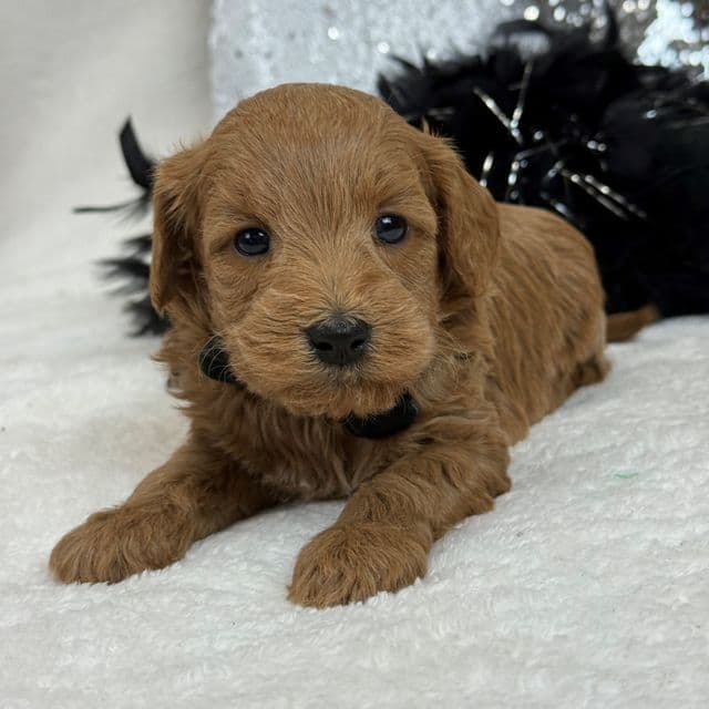 Braley Black Boy - Goldendoodle Male