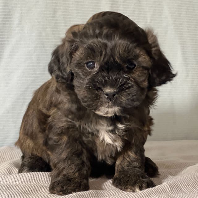 Barrett - Shih-Poo Male