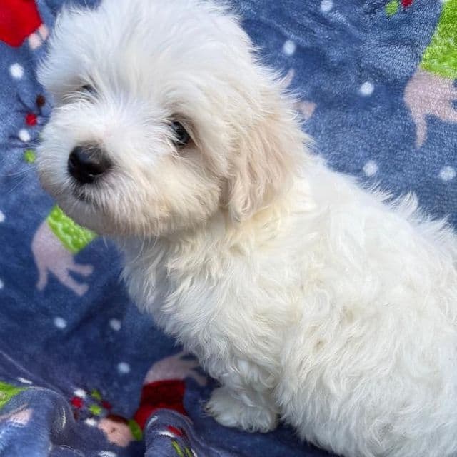 Walt - Maltese Male