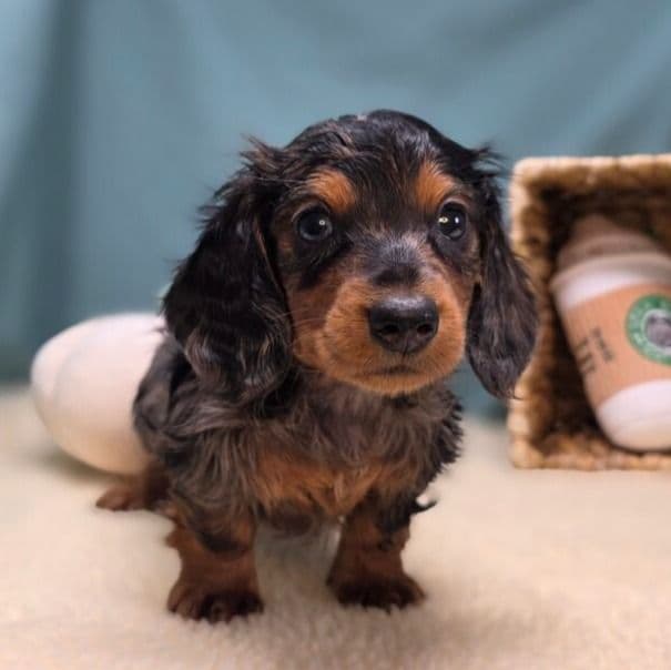 Cooper - Dachshund Male