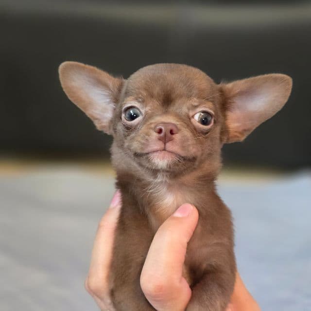 Benny - Chihuahua Male