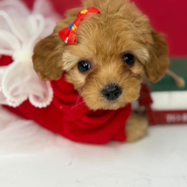 Tamara - Cockapoo Female