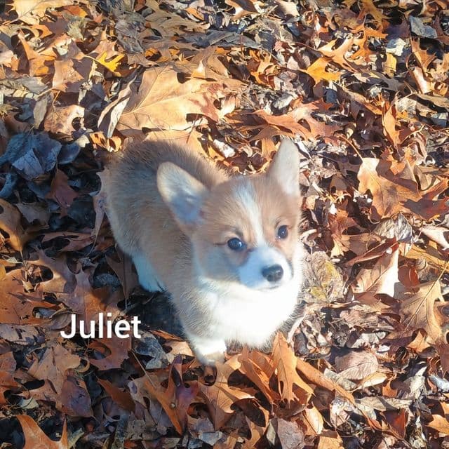 Juliet - Pembroke Welsh Corgi Female