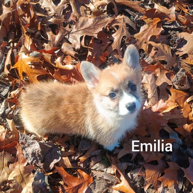 Emilia - Pembroke Welsh Corgi Female