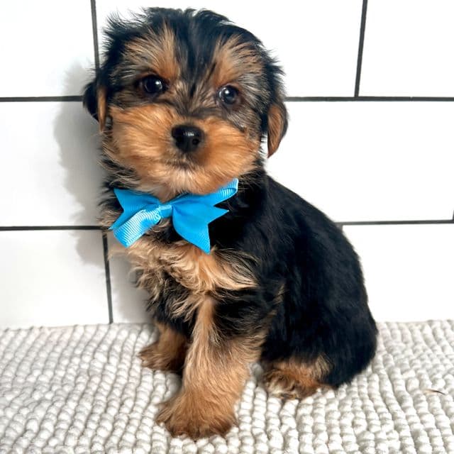 Mickey - Yorkshire Terrier Male