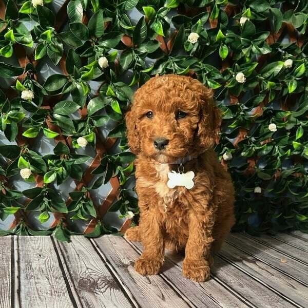 Jackson (Mini) - Goldendoodle Male