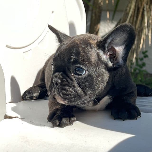 Oscar - French Bulldog Male