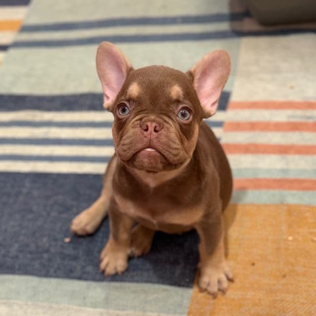 Buddy The III - French Bulldog Male