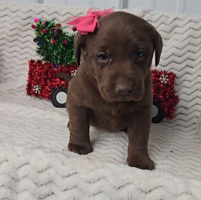 Pink bow - Labrador Retriever Female