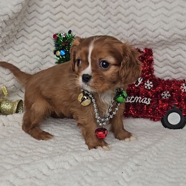 Angel - Cavalier King Charles Spaniel Female