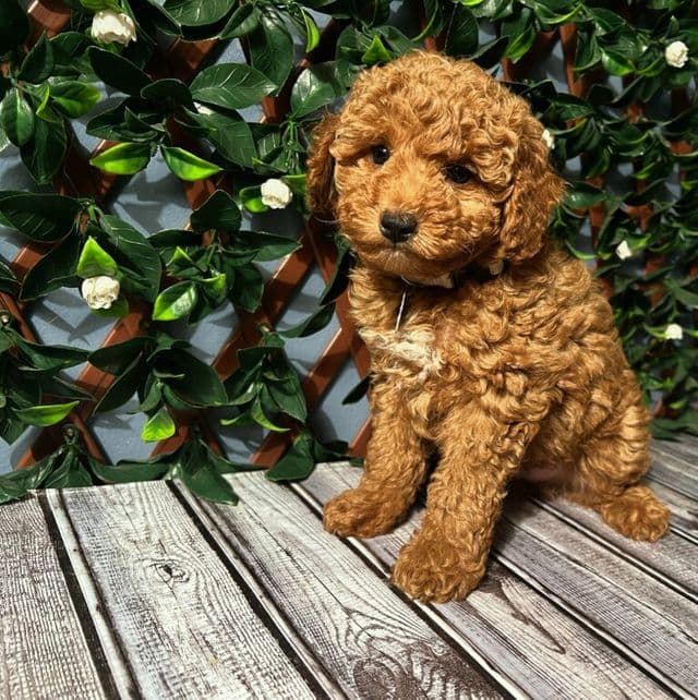 Branson - Toy Poodle Male