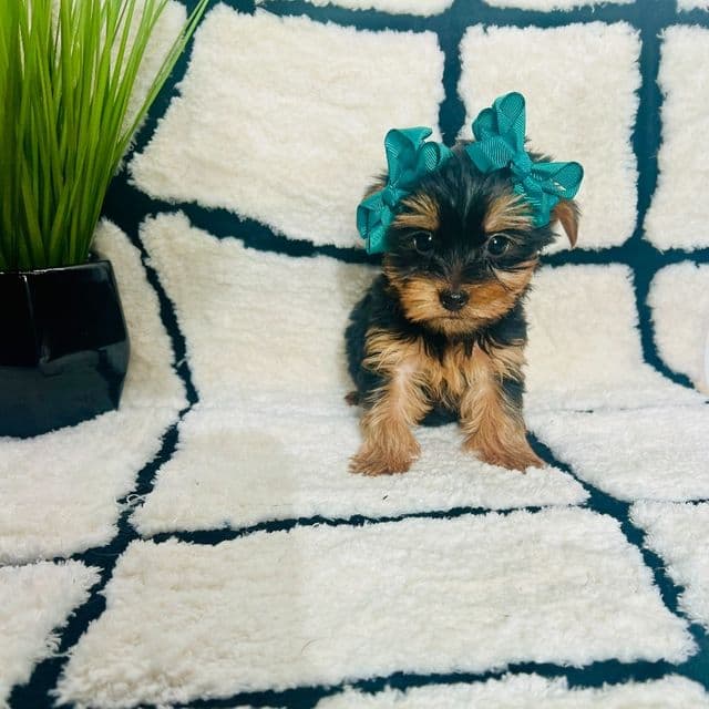 Teacup Rosey - Yorkshire Terrier Female