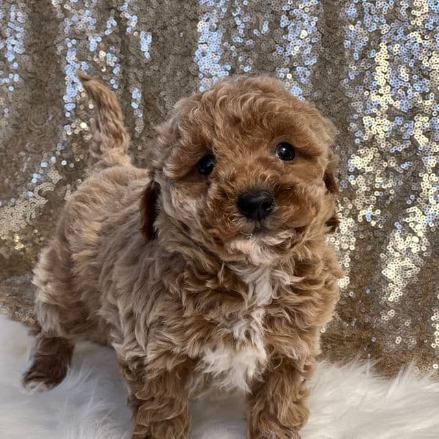 Carson - Toy Poodle Male