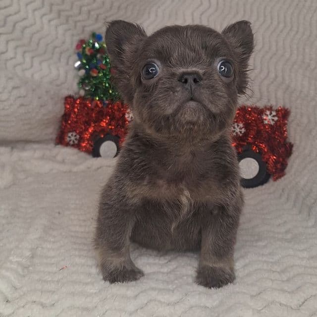 Teddy - French Bulldog Male