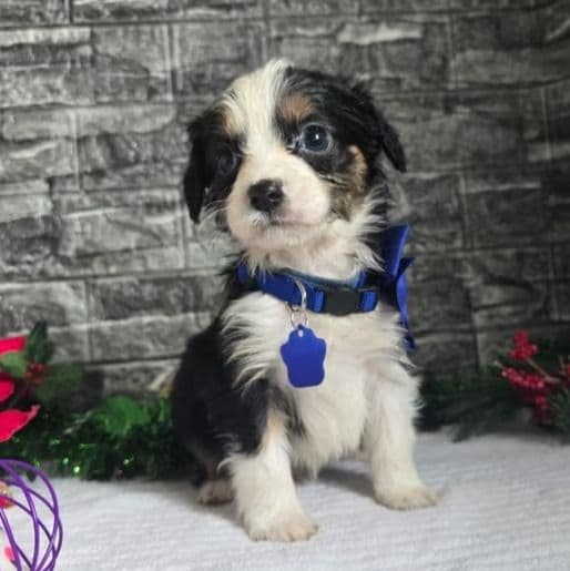 Chase - Aussalier Male