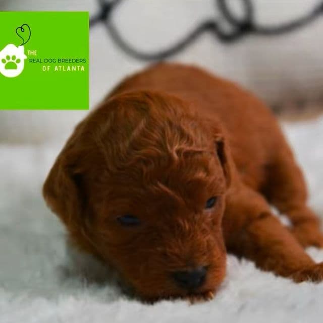 Tiny tote tea cup - Toy Poodle Male