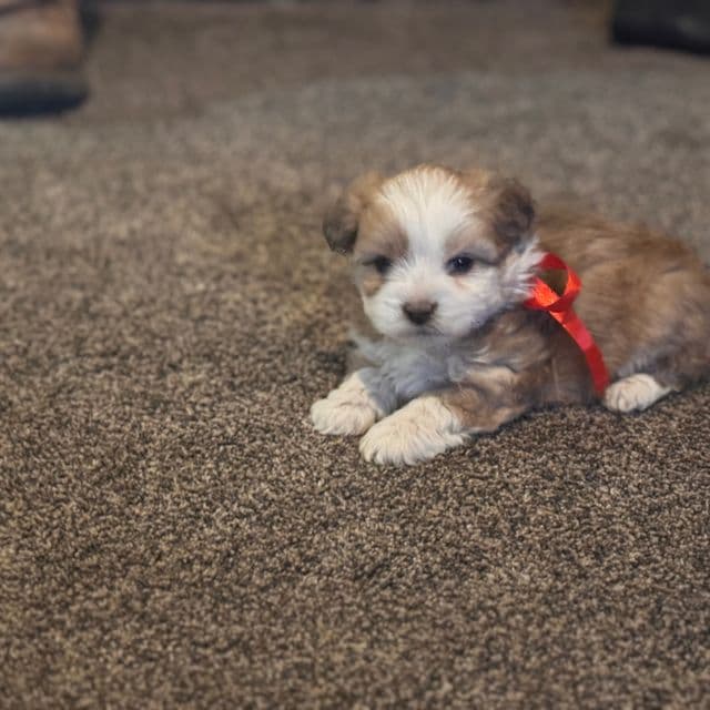 Girl 2 - Double Doodle Female