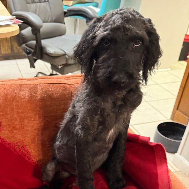 Romeo - Labradoodle Male