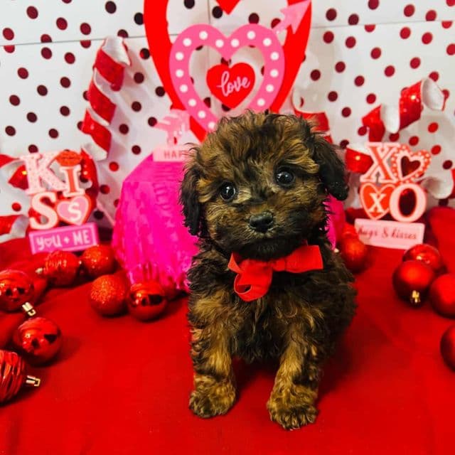Tiny Stewart - Toy Poodle Male